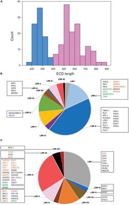 Classification and Interactions of LRR Receptors and Co-receptors Within the Arabidopsis Plasma Membrane – An Overview